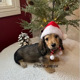 Crush - Cream male Dachshund puppy in Perris, California from Doxie_pupps