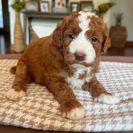 Boys listing - Red  male Goldendoodle puppy in Ozark, Missouri from Halo Doodles