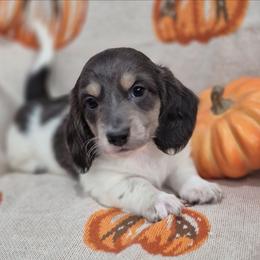 Brady Blue Piebald 4500 - Gray (blue) and cream male Dachshund puppy in Denton, Georgia from Pleasantdachs Minis