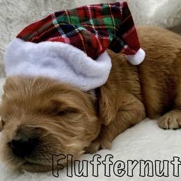 Goldendoodle Puppies from Lena’s “Baby Beans” and “Christmas Cookies”
