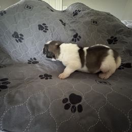 Pyrenean Mastiff Puppies from Mastini Sierra Pyrenean Mastiffs