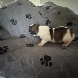 Pyrenean Mastiff Puppies from Mastini Sierra Pyrenean Mastiffs