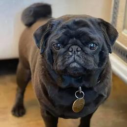 Pugs from Belleviewpugs.com