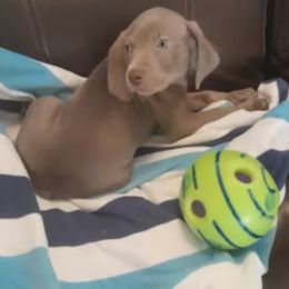 Weimaraners from Isaih McDuffie's Weimaraners