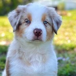 Garnet - Red merle Australian Shepherd puppy in Florida from Florida Australian Shepherds