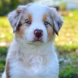 Garnet - Red merle Australian Shepherd puppy in Florida from Florida Australian Shepherds