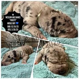 Frosty - Merle male Great Dane puppy in Dundee, Michigan from Weslow AKC Danes