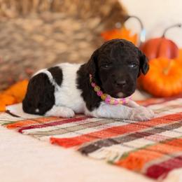 Gypsy - Parti female Poodle puppy in Lavonia, Georgia from Peach Blossom Kennels