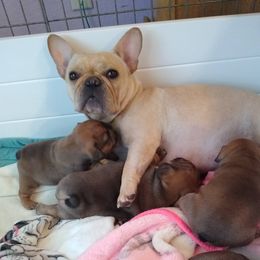 Cynder - French Bulldog