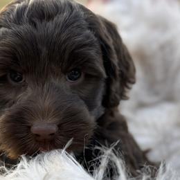 Australian Labradoodles from Labradoodles of Montana