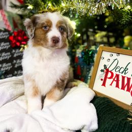 Fauna - Red merle Australian Shepherd puppy in Indianapolis, Indiana from Sunburst Australian Shepherds