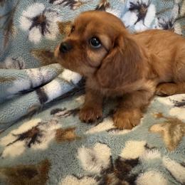 Brielle - Ruby female Cavalier King Charles Spaniel puppy in Mount Dora, Fl, Florida from Breezy Palms Cavaliers