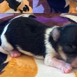 Boy 3 - Biewer Terrier puppy in Brooklyn, New York from Belamour Toys • Biewer Terriers & Maltese
