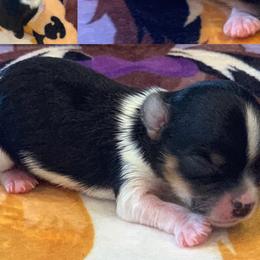 Boy 3 - Biewer Terrier puppy in Brooklyn, New York from Belamour Toys • Biewer Terriers & Maltese