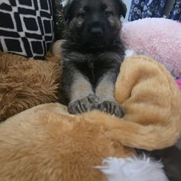 German Shepherd puppies from Pheonix Farm