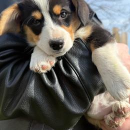 Clover - Black and tan male Pembroke Welsh Corgi puppy in Paxton, Illinois from McGovern Family Corgis