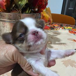 Puppy4  Chocolate girl - Liver and white female Shih Tzu puppy in Lone Oak, Texas from PDF Kennels