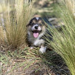 Pembroke Welsh Corgi Puppies from Bear Creek Corgis
