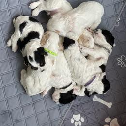 Cocker Spaniel puppies from Monticello Cocker Spaniels