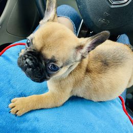 French Bulldog Puppies from Frenchie Paws
