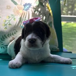 Mama Mia - Parti female Labradoodle puppy in Camden, North Carolina from Oopsie Doodles of NC
