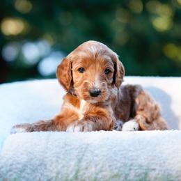 Finn - Red  male Goldendoodle puppy in Spokane, Washington from Puppy Love