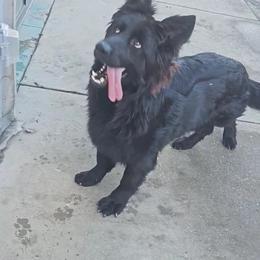 Shadow - German Shepherd