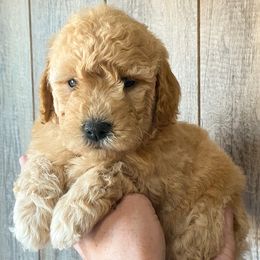 "Ruby-Zoey's 3rd Litter" Cavapoo and Goldendoodle Puppies from A2Z Doodles