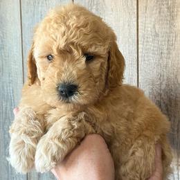 "Ruby-Zoey's 3rd Litter" Cavapoo and Goldendoodle Puppies from A2Z Doodles