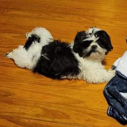 Shih Tzu Puppies from Precious Tzu Crew