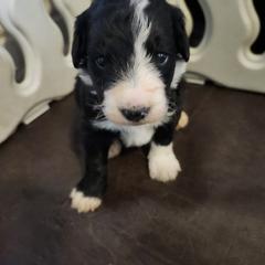 Girl 3 - White and black female Bordoodle puppy in New Oxford, Pennsylvania from The Weekend Farm