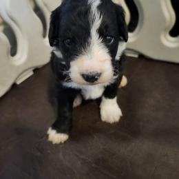 Girl 3 - White and black female Bordoodle puppy in New Oxford, Pennsylvania from The Weekend Farm