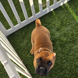 GATORADE - Fawn male Cane Corso puppy in St. Augustine, Florida from RG2 Cane Corsos