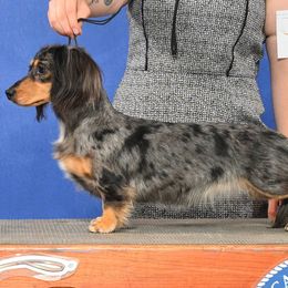 Eisley - Dachshund