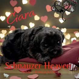 Ciara AKC - Black female Miniature Schnauzer puppy in Pelzer, South Carolina from Schnauzer Heaven Von Longbach