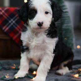 Peppermint - Black tri-color female Aussiedoodle puppy in Casa, Arkansas from Blue Diamond Puppies