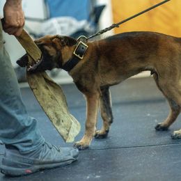 Saint - Mahogany Belgian Malinois puppy in Tennessee from Petrova Malinois