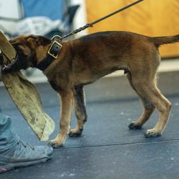 Saint - Mahogany Belgian Malinois puppy in Tennessee from Petrova Malinois