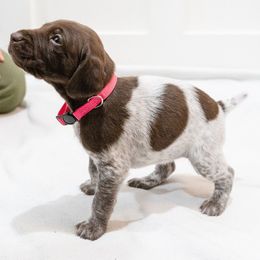 Sage - German Shorthaired Pointer puppy from Moore Family GSPs