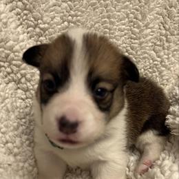Boy 2 - White and red male Pembroke Welsh Corgi puppy in Dickinson, Texas from Gulf Coast Corgis