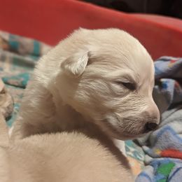 Great Pyrenees Puppies from Blue Hills Farm