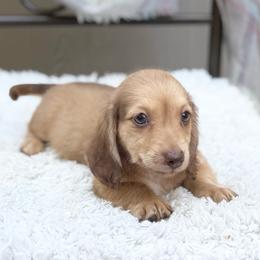 Marty - Cream male Dachshund puppy in Decatur, Mississippi from KP Dachshunds