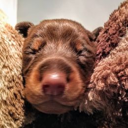 Doberman Pinschers from Kalora Dobermans