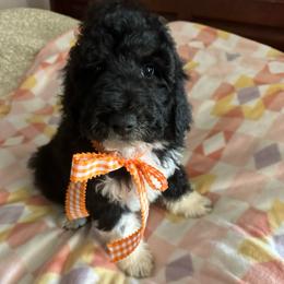 Bean - Parti male Labradoodle puppy in Greensboro, Georgia from B’s Doodles