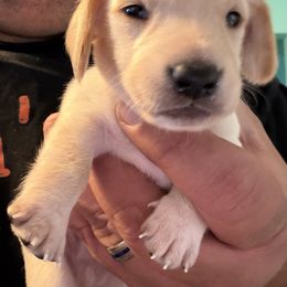 No. 3 EE Cream - Cream male Dachshund puppy in Martinsville, Indiana from Witchy Woman’s Wiener’s