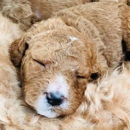 Sheepadoodles from Johnson's Doodles