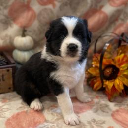Lucy - Black tri-color female Australian Shepherd puppy in Spencer, Tennessee from White Oak Aussies
