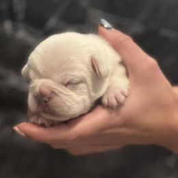Big boy - White male French Bulldog puppy in North Branch, Minnesota from Halverson Bulldogges
