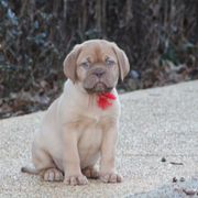 Girl 2 - Red Dogue de Bordeaux puppy in New Albany, Mississippi from Back Porch Bordeaux