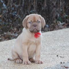 Girl 2 - Red Dogue de Bordeaux puppy in New Albany, Mississippi from Back Porch Bordeaux